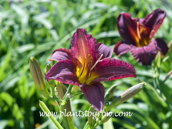 Purple De Oro Daylily
20 inches tall
3 inch mid season
medium dark purple, lighter midrib and edge above gold throat 
dormant rebloomer
(Degroot, 2000)